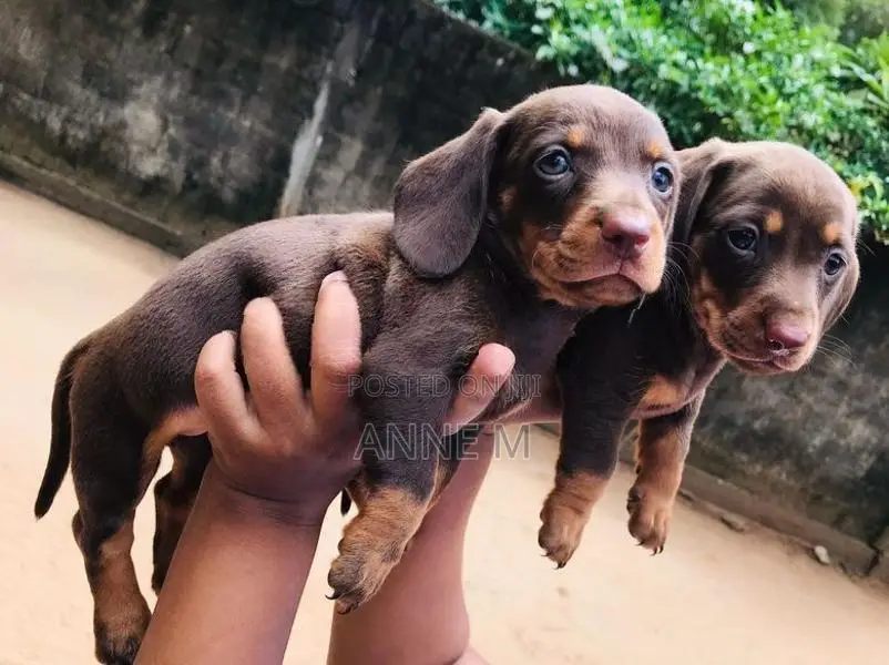 Dachshund Puppies