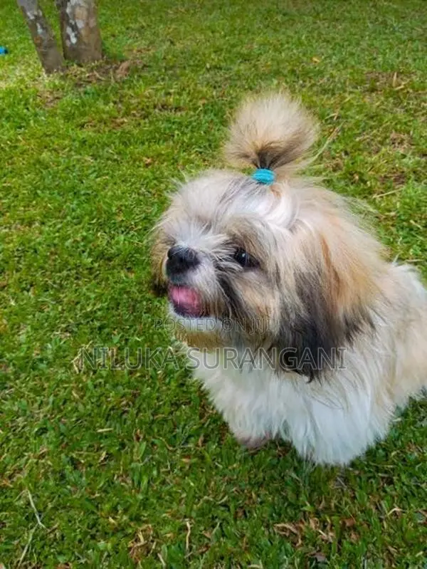 Shih Tzu Puppy