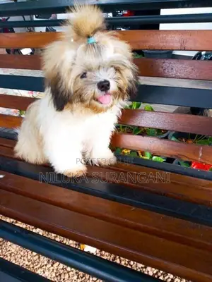Shih Tzu Puppy