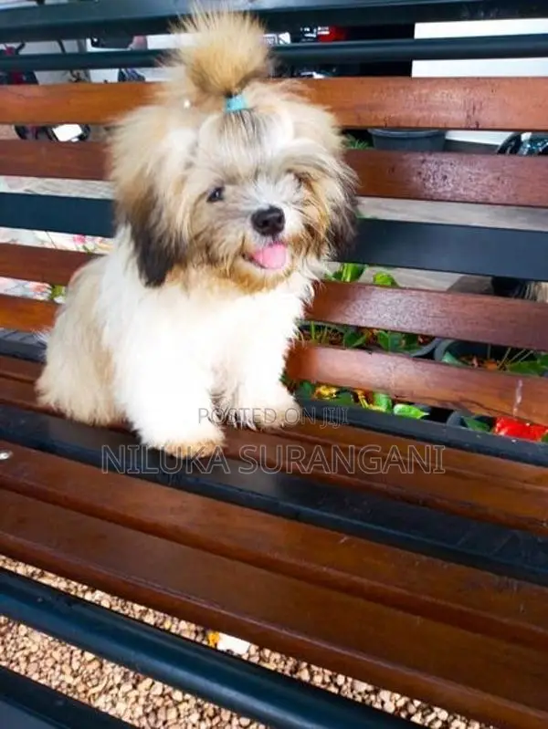 Shih Tzu Puppy