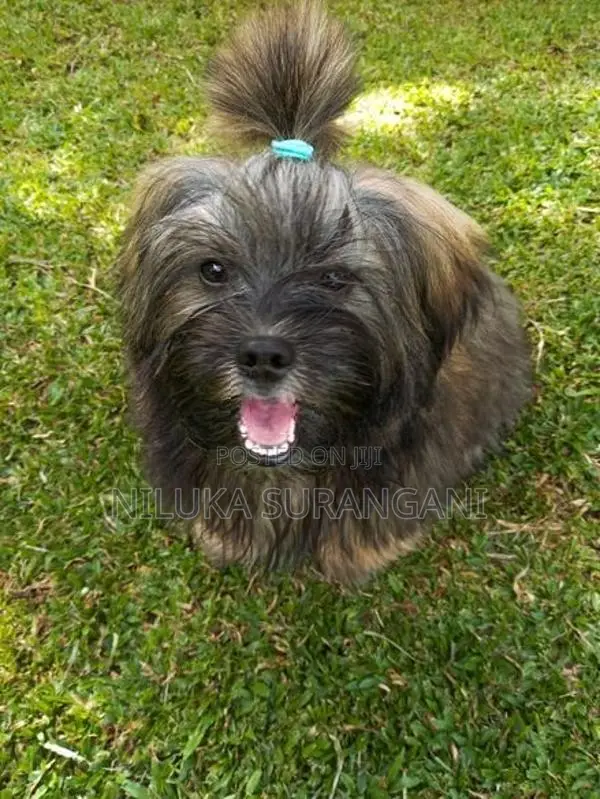 Shih Tzu Puppy