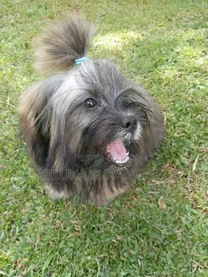 Shih Tzu Puppy