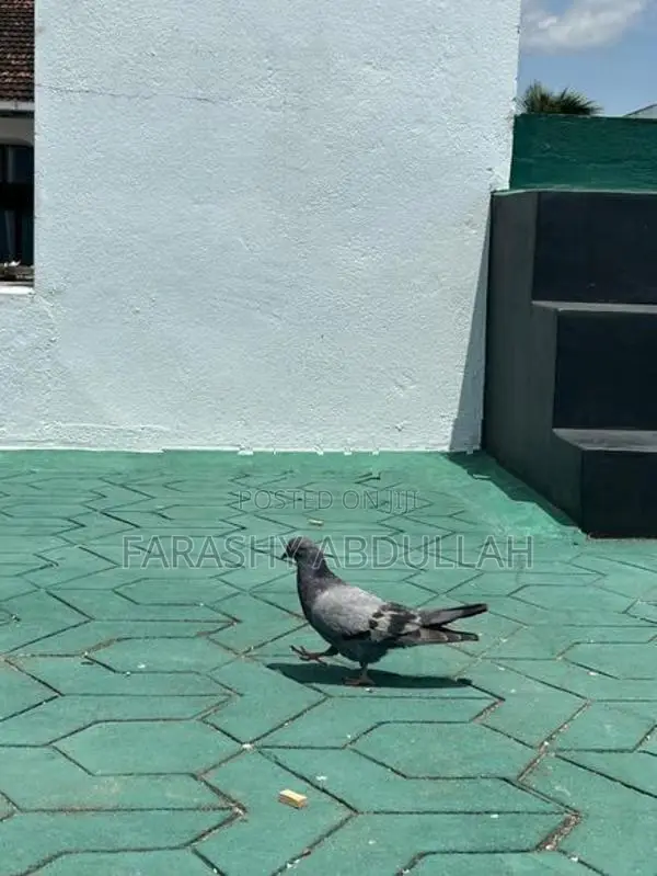 Alwara Pigeon Female