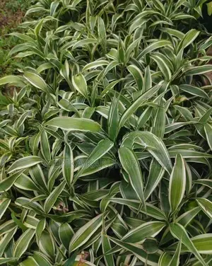 සැන්ඩ්‍රියානා පැළ