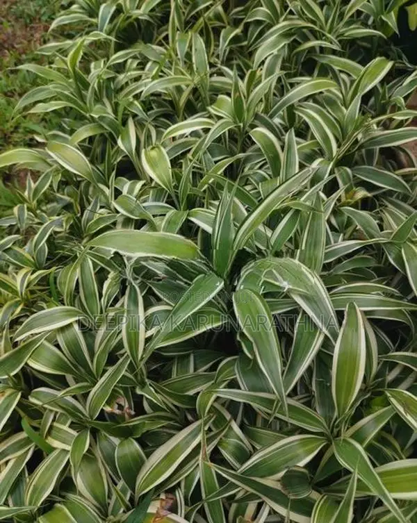 සැන්ඩ්‍රියානා පැළ