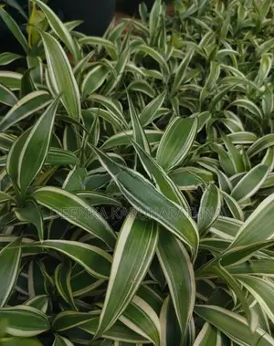 සැන්ඩ්‍රියානා පැළ
