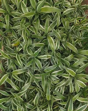 සැන්ඩ්‍රියානා පැළ