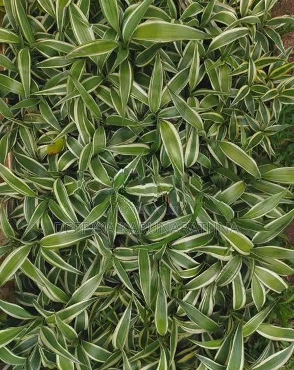 සැන්ඩ්‍රියානා පැළ