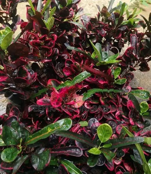 Croton Plant