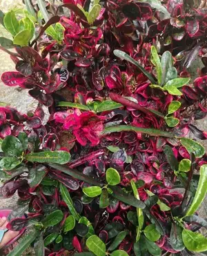Croton Plant