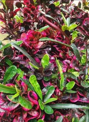 Croton Plant