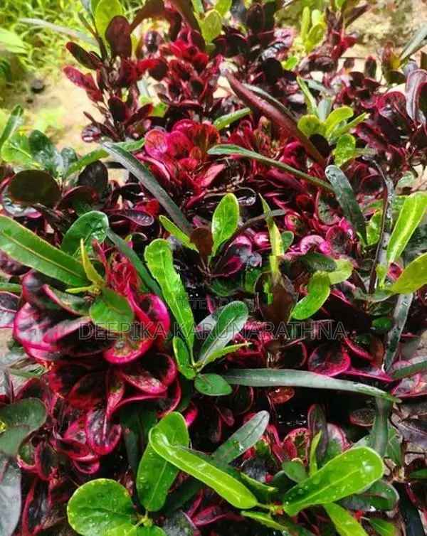 Croton Plant