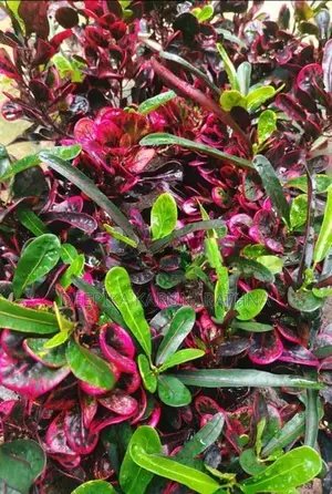 Croton Plant