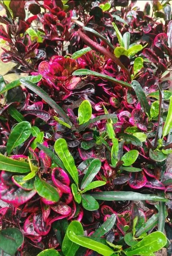 Croton Plant