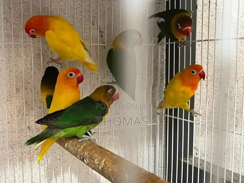 African Love Birds