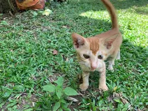 Cute Orange Cat