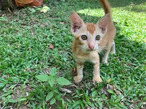 Cute Orange Cat