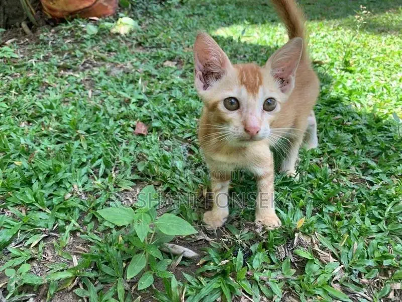 Cute Orange Cat