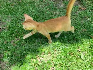 Cute Orange Cat