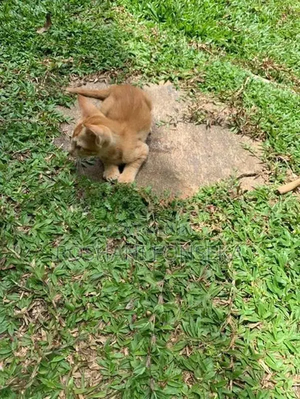 Cute Orange Cat