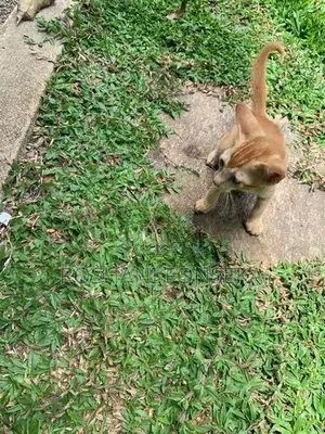 Cute Orange Cat