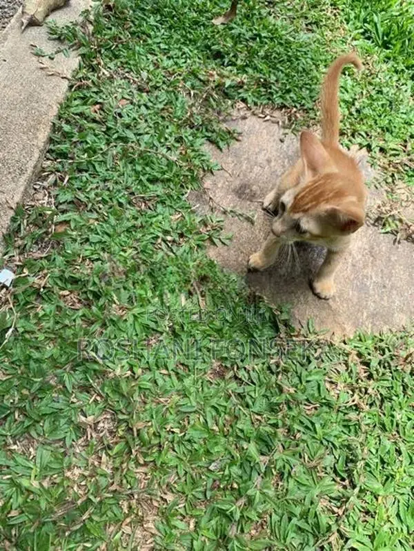 Cute Orange Cat