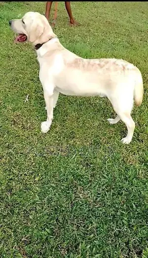 Labrador Dog