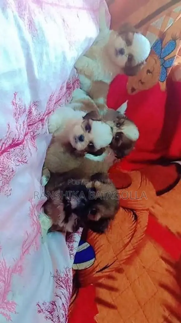 Shihtzu Puppy
