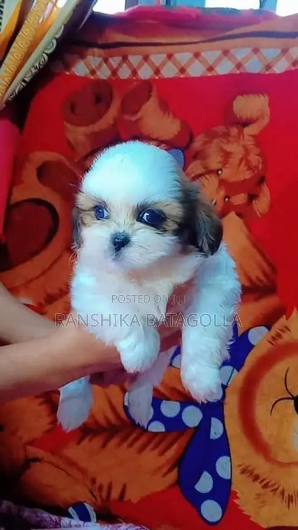 Shihtzu Puppy
