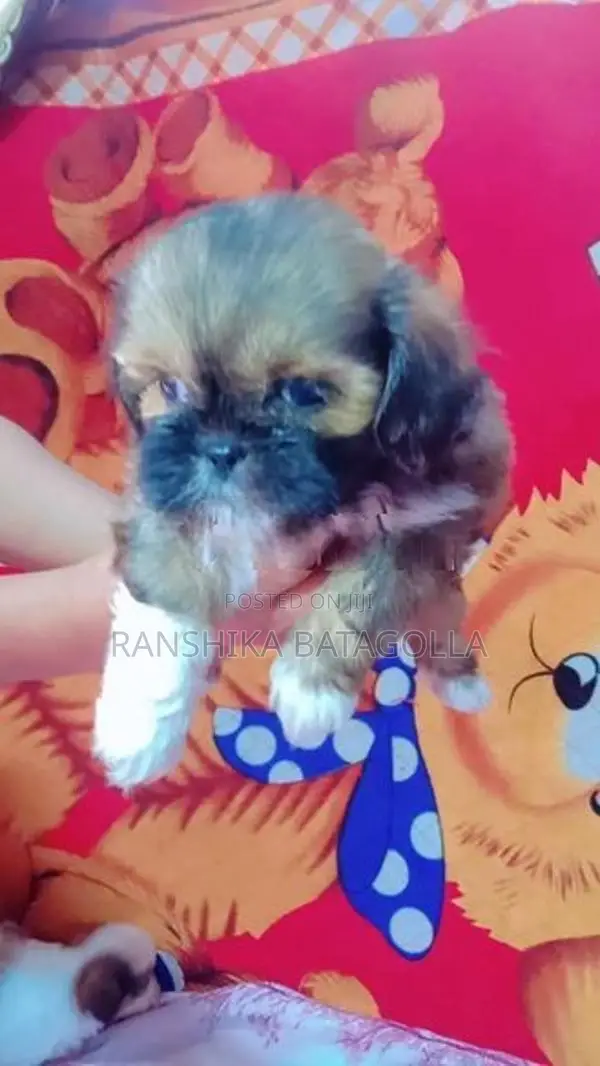 Shihtzu Puppy