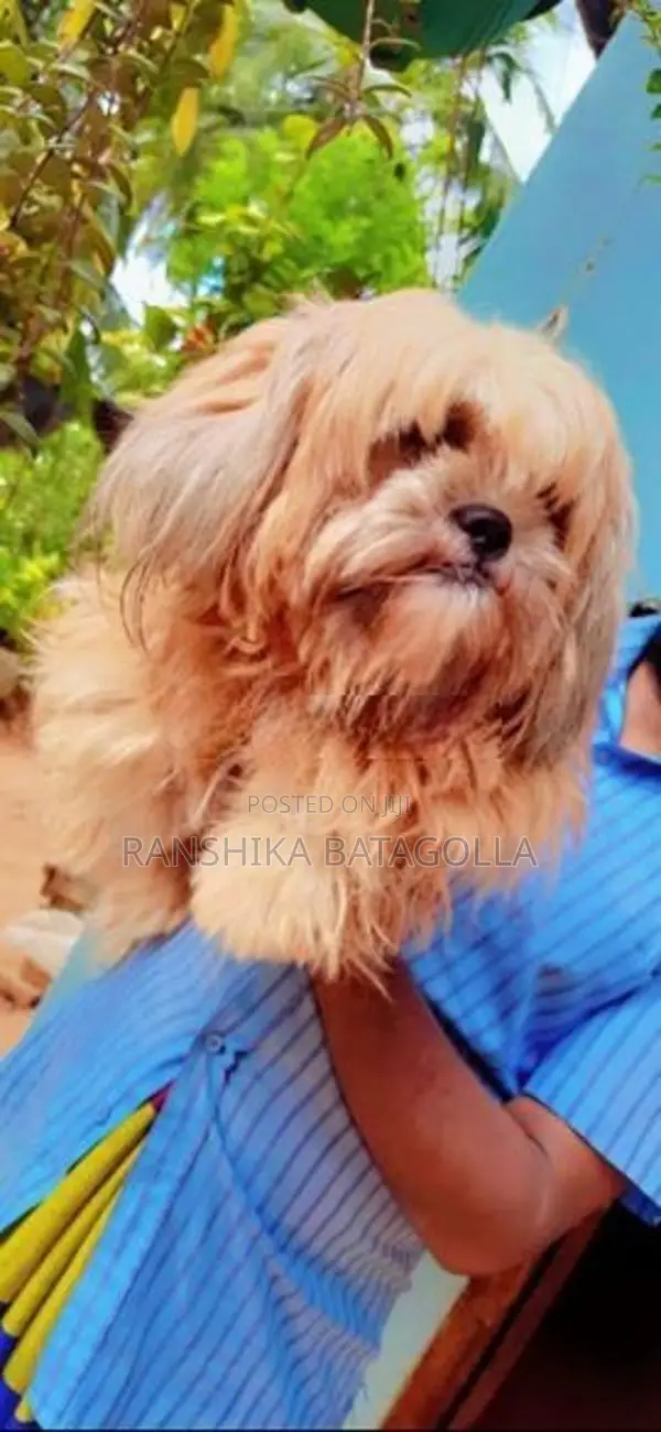 Shihtzu Puppy