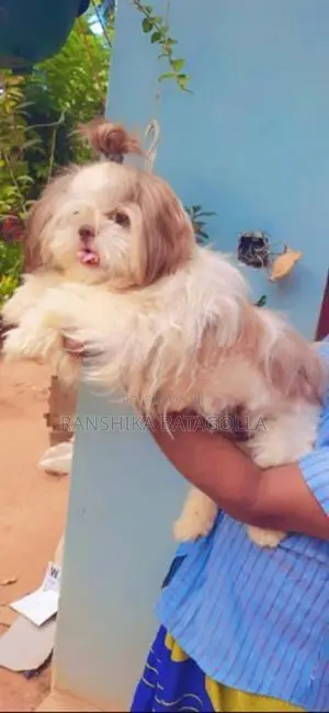 Shihtzu Puppy