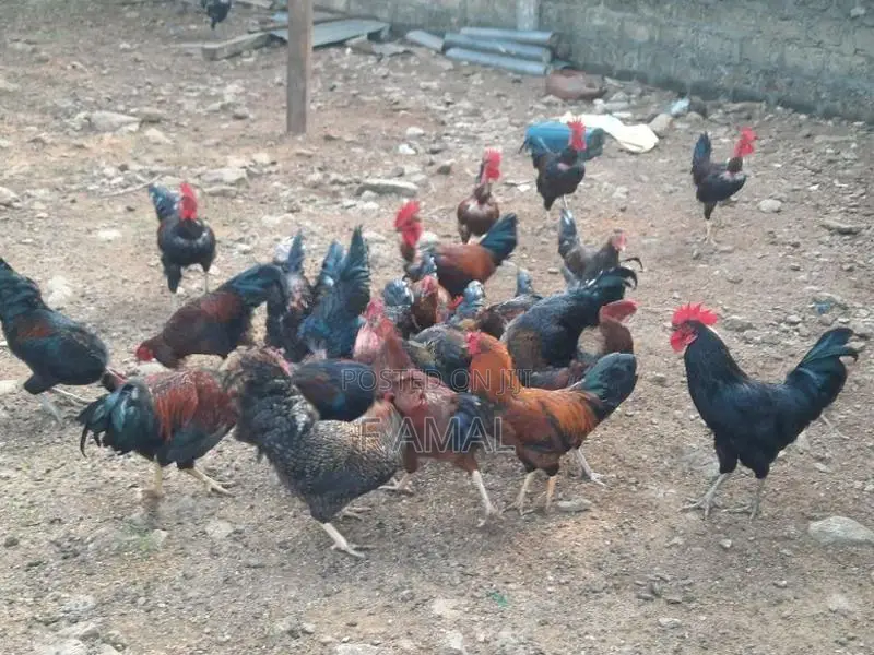 Rooster With Hen
