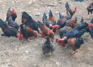 Rooster With Hen