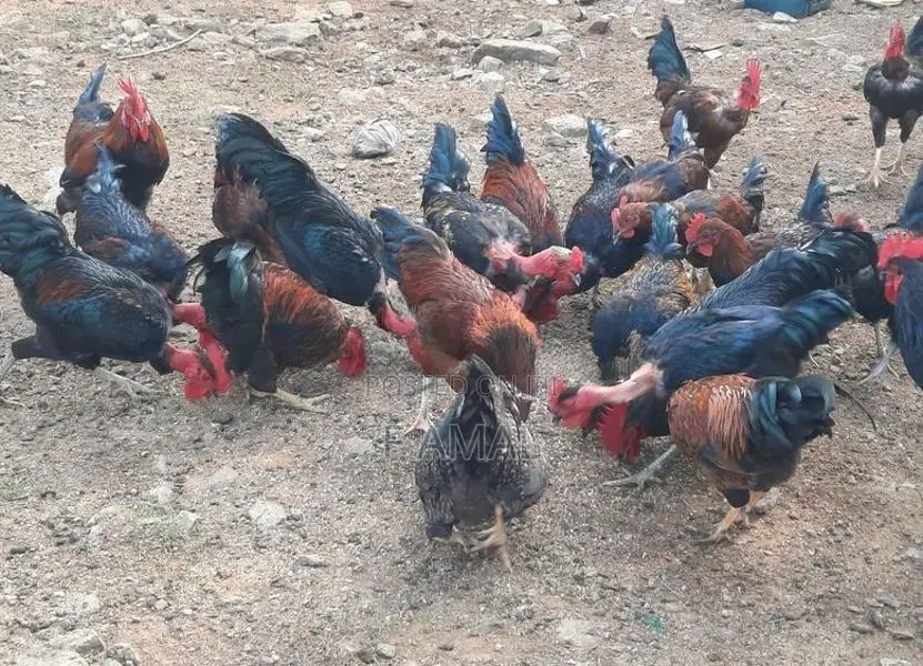 Rooster With Hen