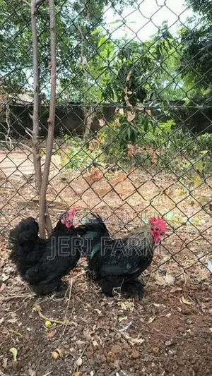 Black Cochin Bantam Rooster