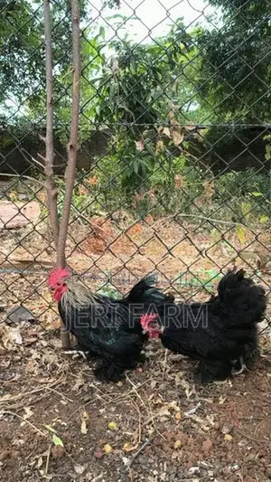 Black Cochin Bantam Rooster