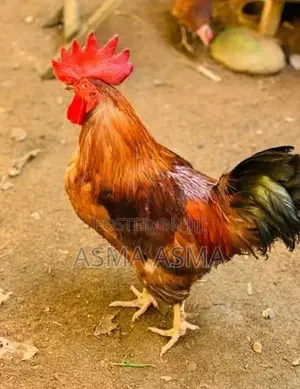 Rooster