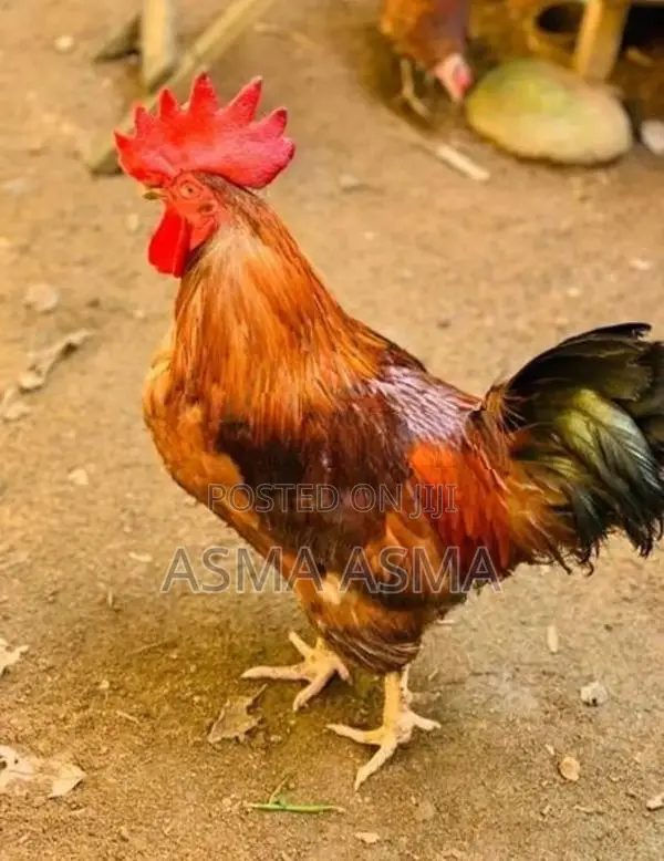 Rooster