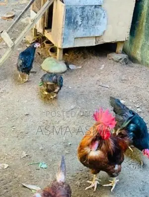 Rooster