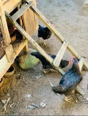 Rooster