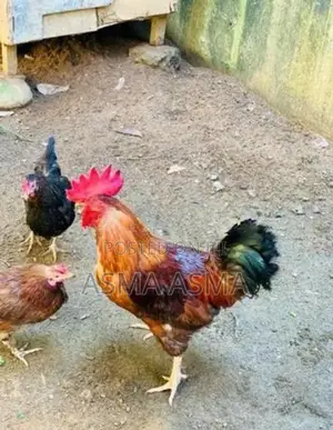 Rooster