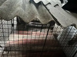 Dog Cage