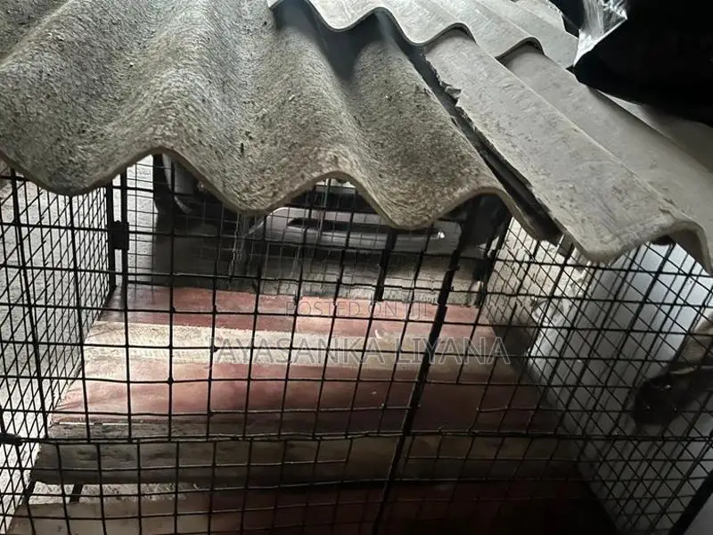 Dog Cage