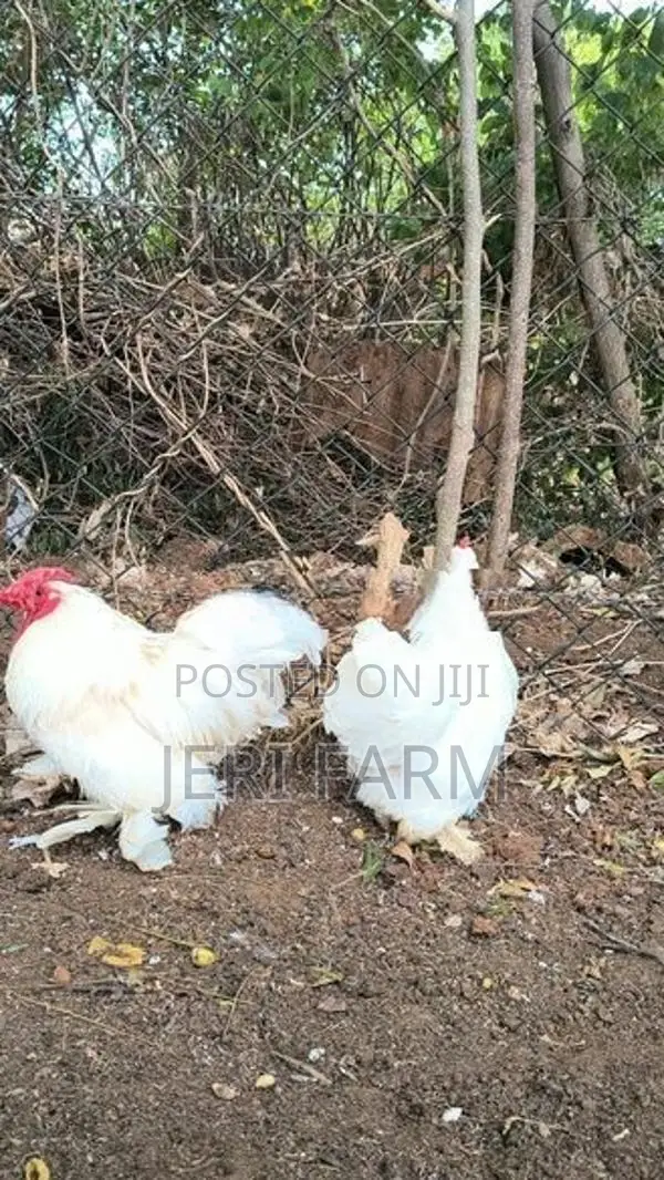 Cochin Bantam White chicken