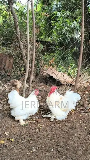 Cochin Bantam White chicken