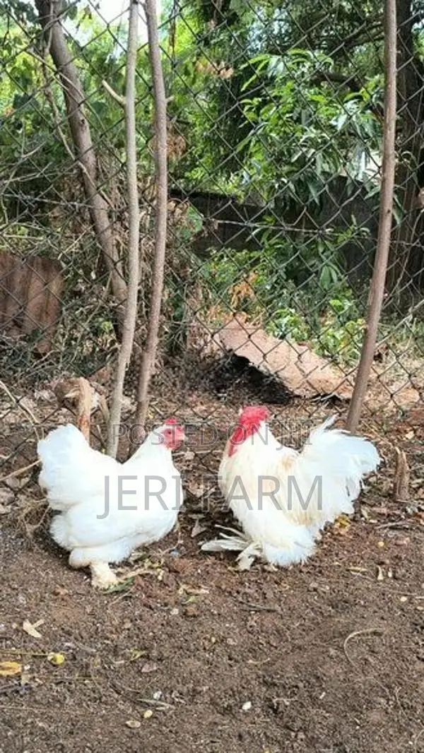 Cochin Bantam White chicken