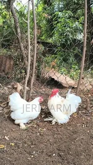 Cochin Bantam White chicken