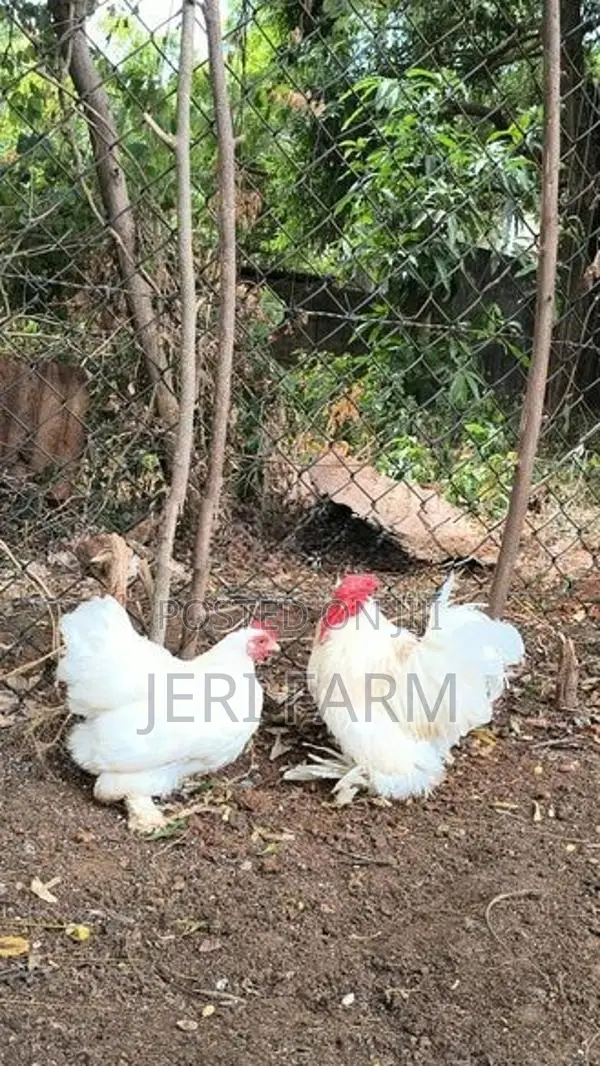 Cochin Bantam White chicken