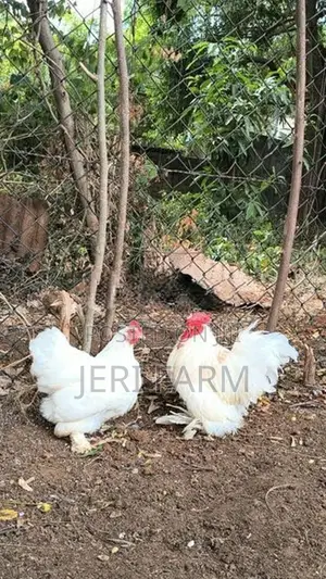 Cochin Bantam White chicken
